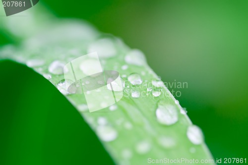 Image of morning dew 1