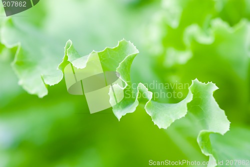Image of lettuce leaf
