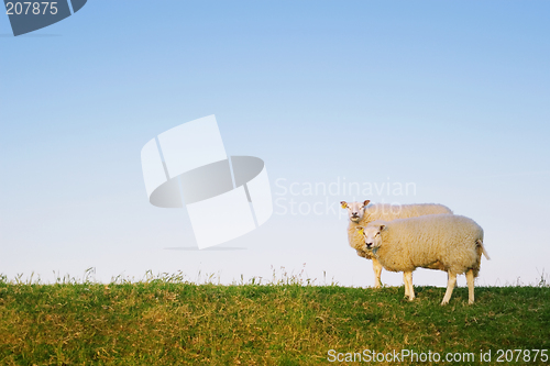 Image of two sheep posing