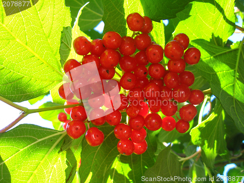 Image of Clusters of a red ripe guelder-rose