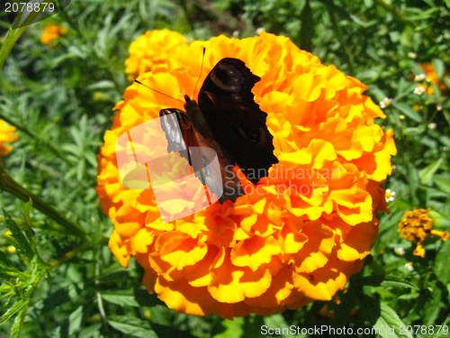 Image of butterfly of peacock eye  sitting on the tagetes