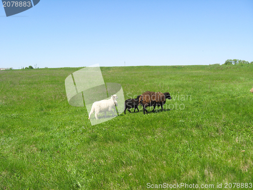 Image of Sheeps grazing on a grass