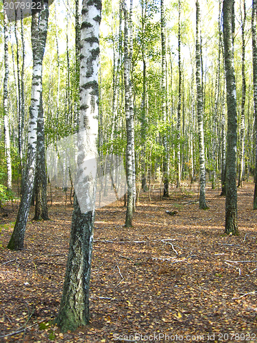 Image of Beautiful birchwood in the autumn