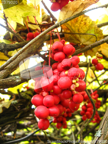 Image of branch red  and ripe schizandra