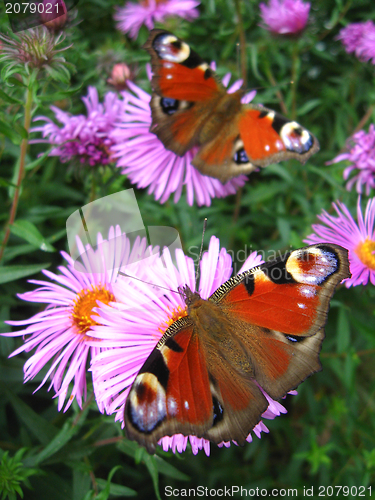 Image of pair of butterflies of peacock eye