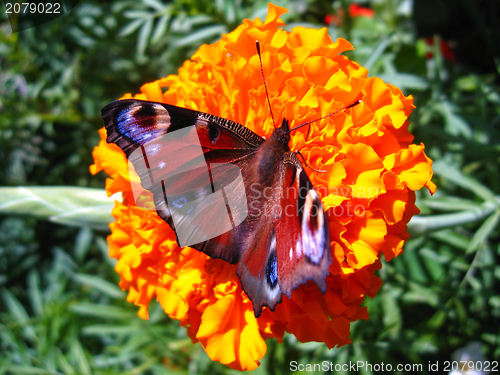 Image of butterfly of peacock eye  sitting on the tagetes