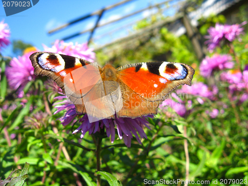 Image of butterfly of peacock eye  sitting on the flower