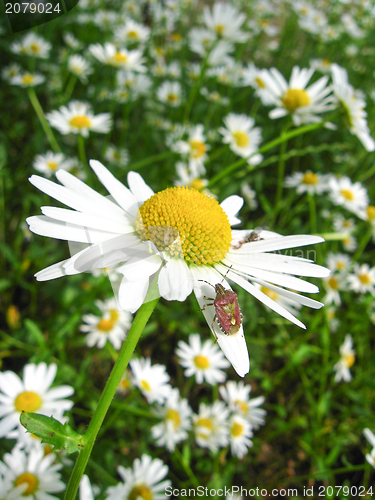 Image of a little bug on the white chamomile