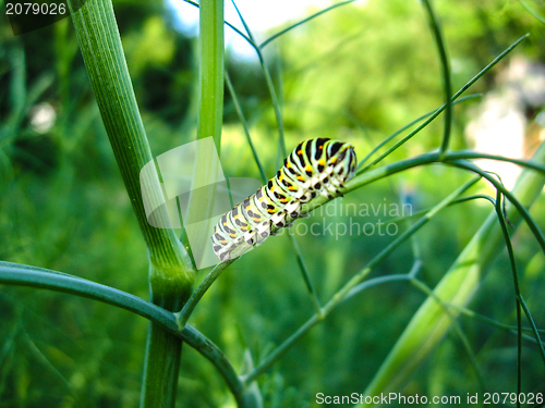 Image of Caterpillar of the butterfly  machaon on the stone