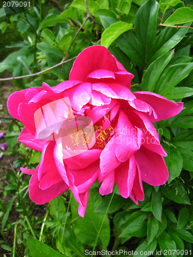 Image of the pink flower of peony