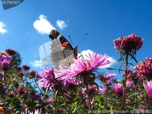 Image of The  butterfly of  vanessa atalanta on the flower