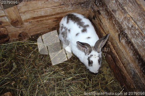 Image of small spotted and nice rabbit in the zoo