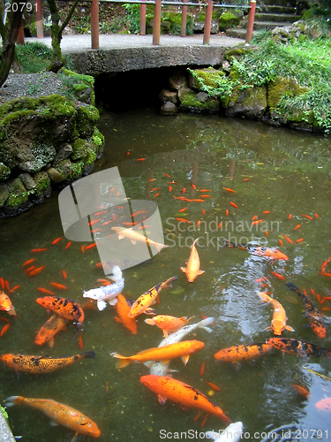 Image of Koi Pond