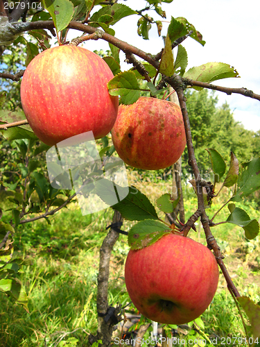 Image of very tasty and ripe apples