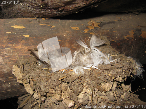 Image of Nest of a swallow with feathers