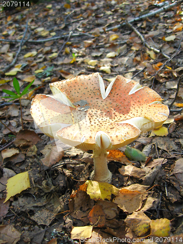 Image of Beautiful red fly agaric in the forest