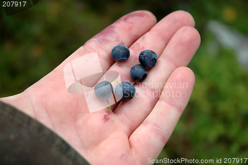 Image of Blueberry in hand