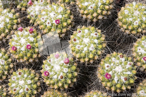 Image of Cactus