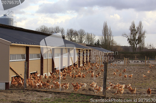 Image of chicken farm