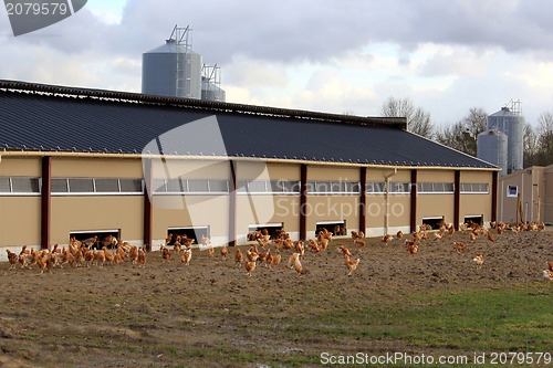 Image of chicken farm