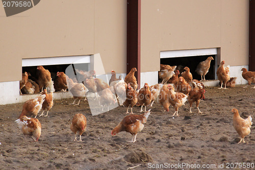 Image of chickens outdoors