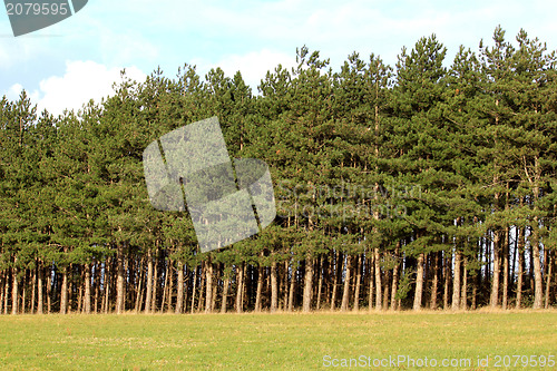 Image of forest of firs