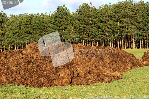 Image of Manure