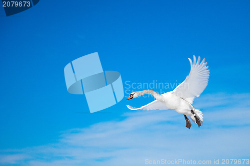 Image of White swan flying in the blue sunny sky