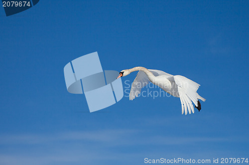 Image of White swan flying in the blue sunny sky