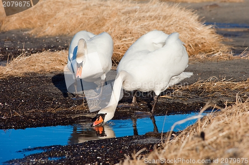 Image of Two white swans drinking near the lake