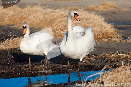 Image of Two white swans walking near the lake