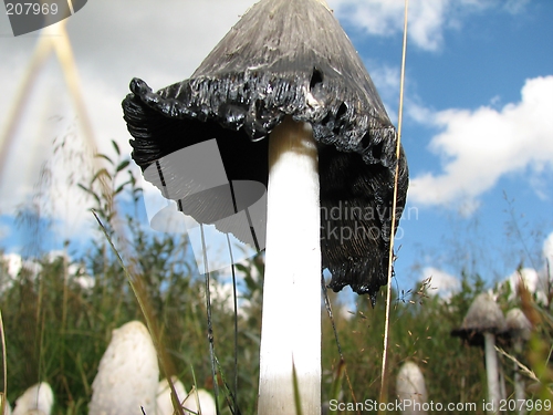 Image of Shaggy Mane