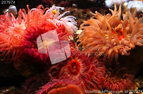 Image of Sea of Flowers