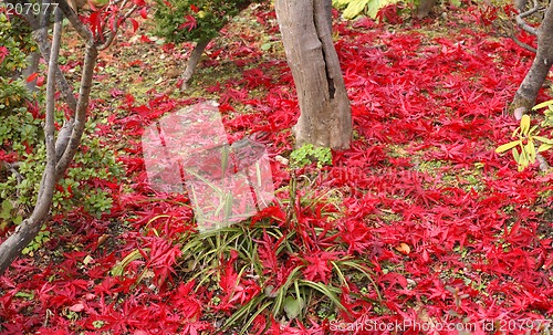 Image of Autumn Japanese garden