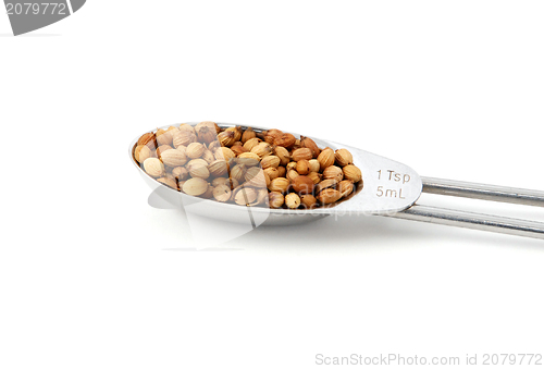Image of Whole coriander or cilantro seeds measured in a metal teaspoon, 