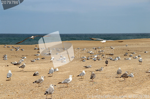 Image of Seagulls on the empty beach 