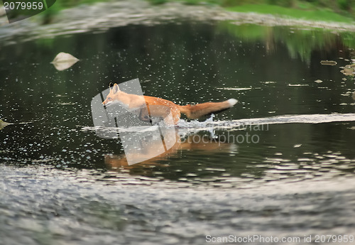 Image of Running fox in the river