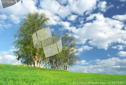 Image of Nice clump of trees, fresh background landscape