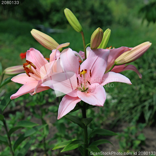 Image of lily