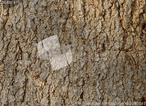 Image of Tree bark texture