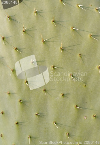 Image of Cactus texture