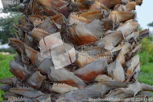 Image of Palmtree bark texture