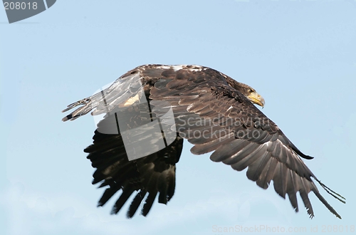 Image of young golden eagle