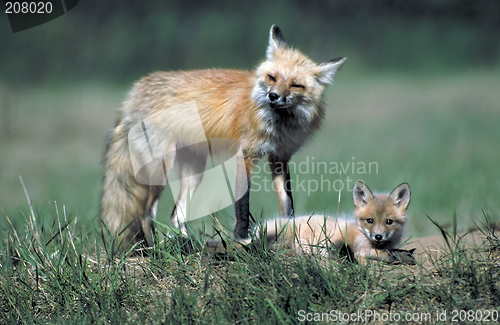 Image of red fox with kit