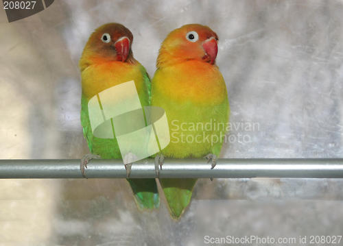 Image of love birds