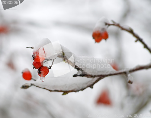 Image of Ashberries in a snow