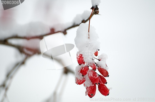 Image of Barberries in a snow