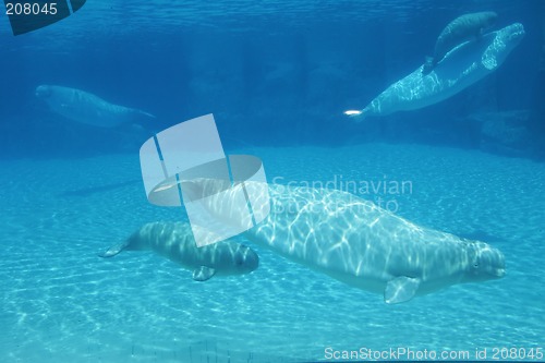 Image of beluga whales