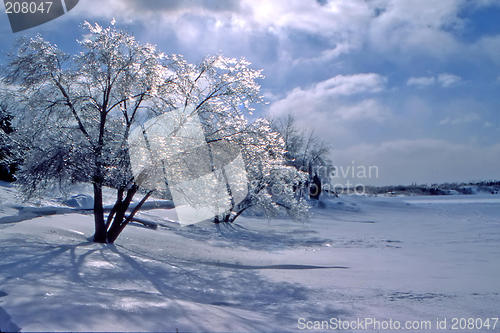 Image of ice storm tree