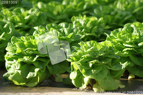 Image of Lettuce